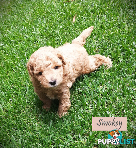 Purebred Toy Poodle, Clear DNA  Breeders Health Guarantee Cranbourne East Vic 3977