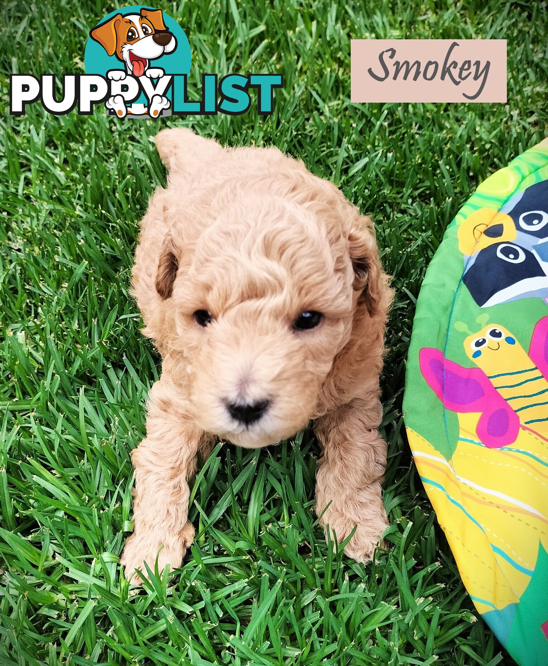 Purebred Toy Poodle, Clear DNA  Breeders Health Guarantee Cranbourne East Vic 3977