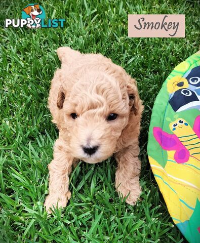 Purebred Toy Poodle, Clear DNA  Breeders Health Guarantee Cranbourne East Vic 3977