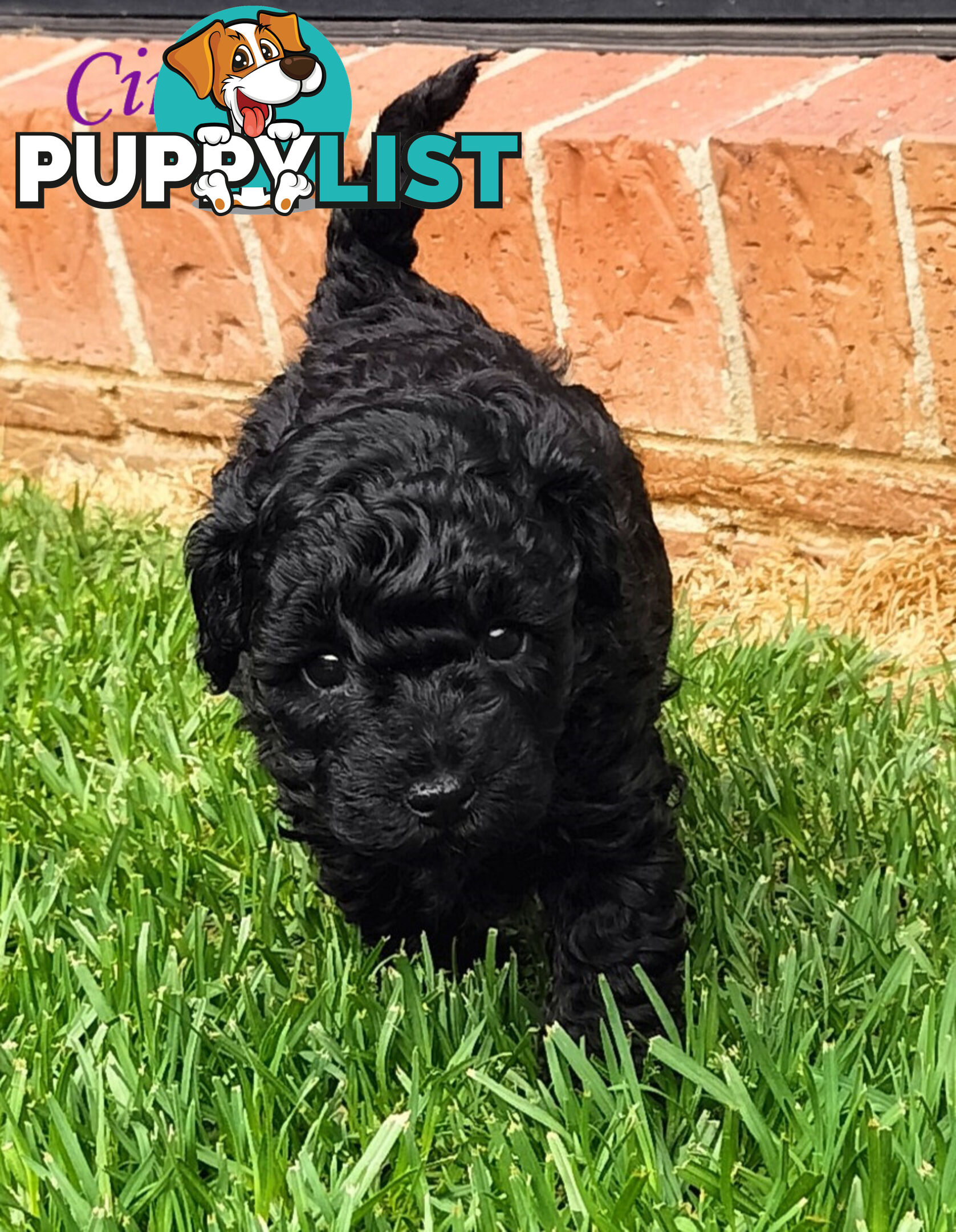 Purebred Toy Poodle, Clear DNA  Breeders Health Guarantee Cranbourne East Vic 3977