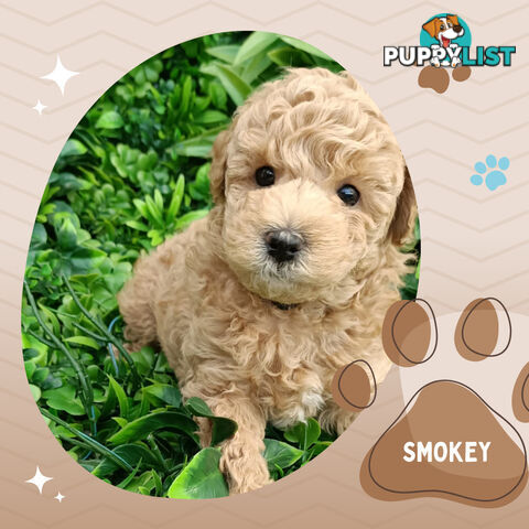 Purebred Toy Poodle, Clear DNA  Breeders Health Guarantee Cranbourne East Vic 3977