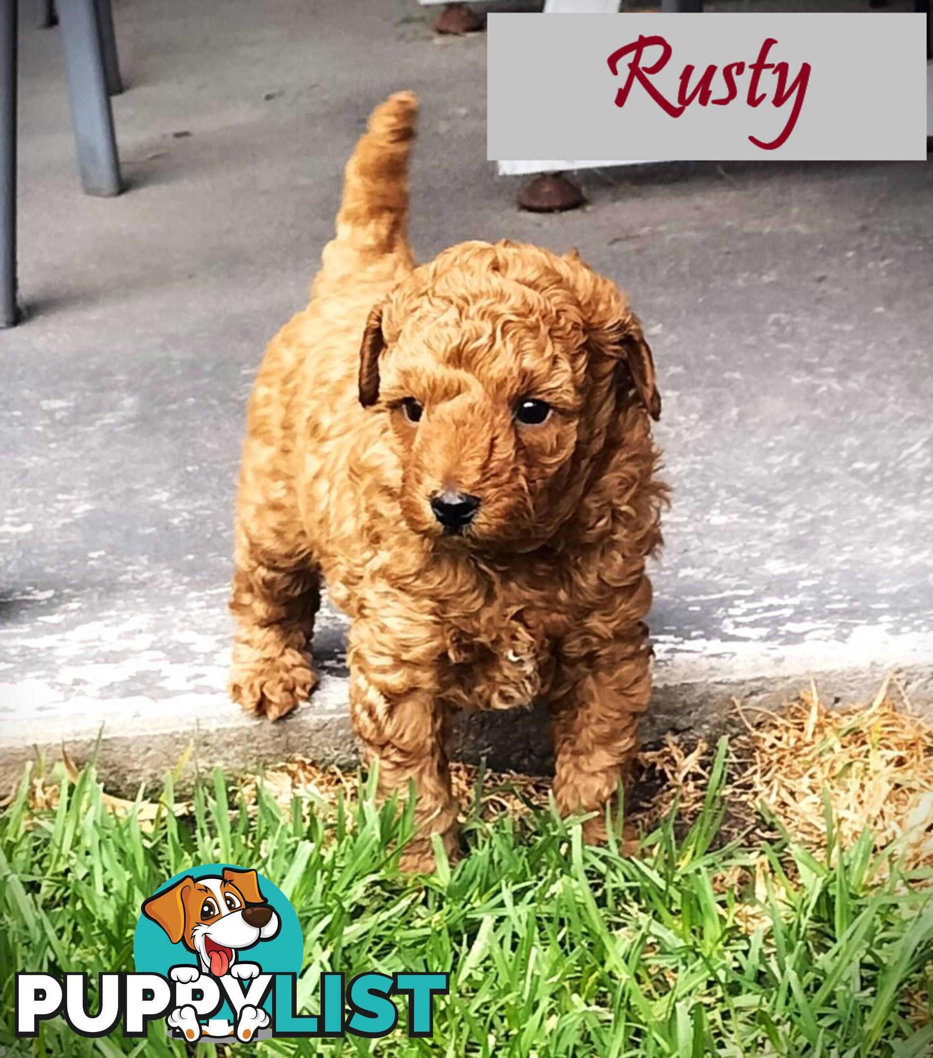 Purebred Toy Poodle, Clear DNA  Breeders Health Guarantee Cranbourne East Vic 3977