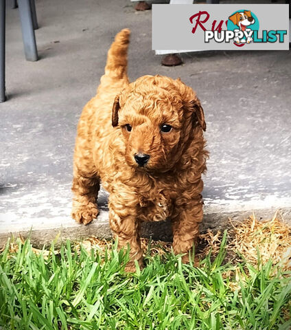 Purebred Toy Poodle, Clear DNA  Breeders Health Guarantee Cranbourne East Vic 3977