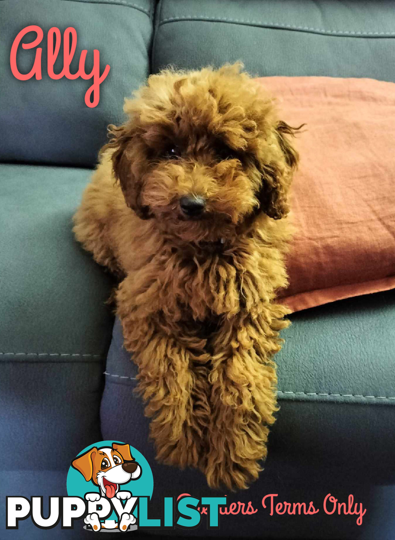 FULLY TOILET TRAINED Female Toy Poodle pup on Breeders Terms in S.E Suburbs of Melbourne