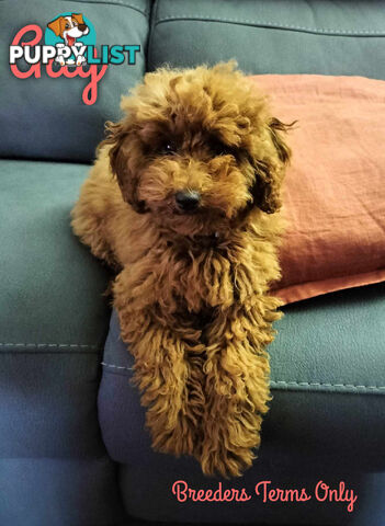 FULLY TOILET TRAINED Female Toy Poodle pup on Breeders Terms in S.E Suburbs of Melbourne