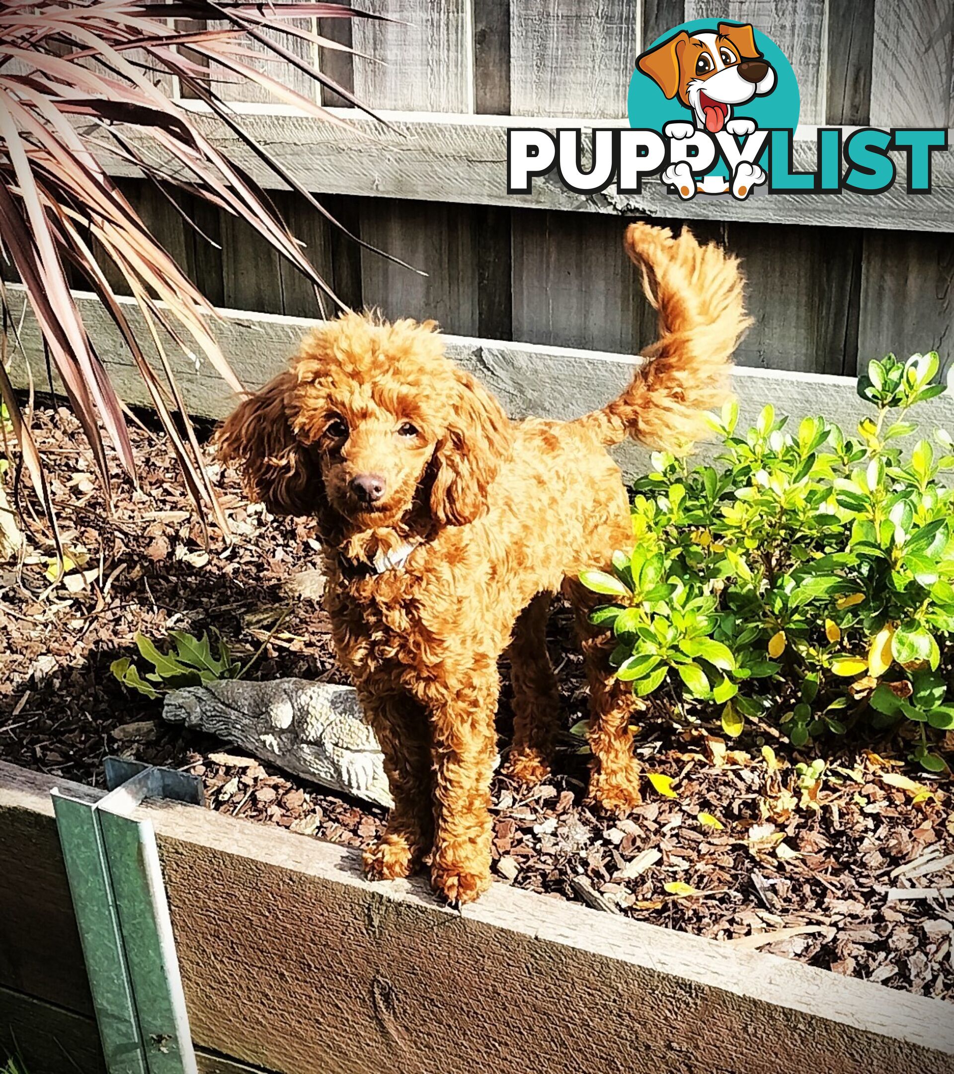 FULLY TOILET TRAINED Female Toy Poodle pup on Breeders Terms in S.E Suburbs of Melbourne