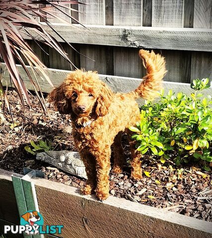 FULLY TOILET TRAINED Female Toy Poodle pup on Breeders Terms in S.E Suburbs of Melbourne