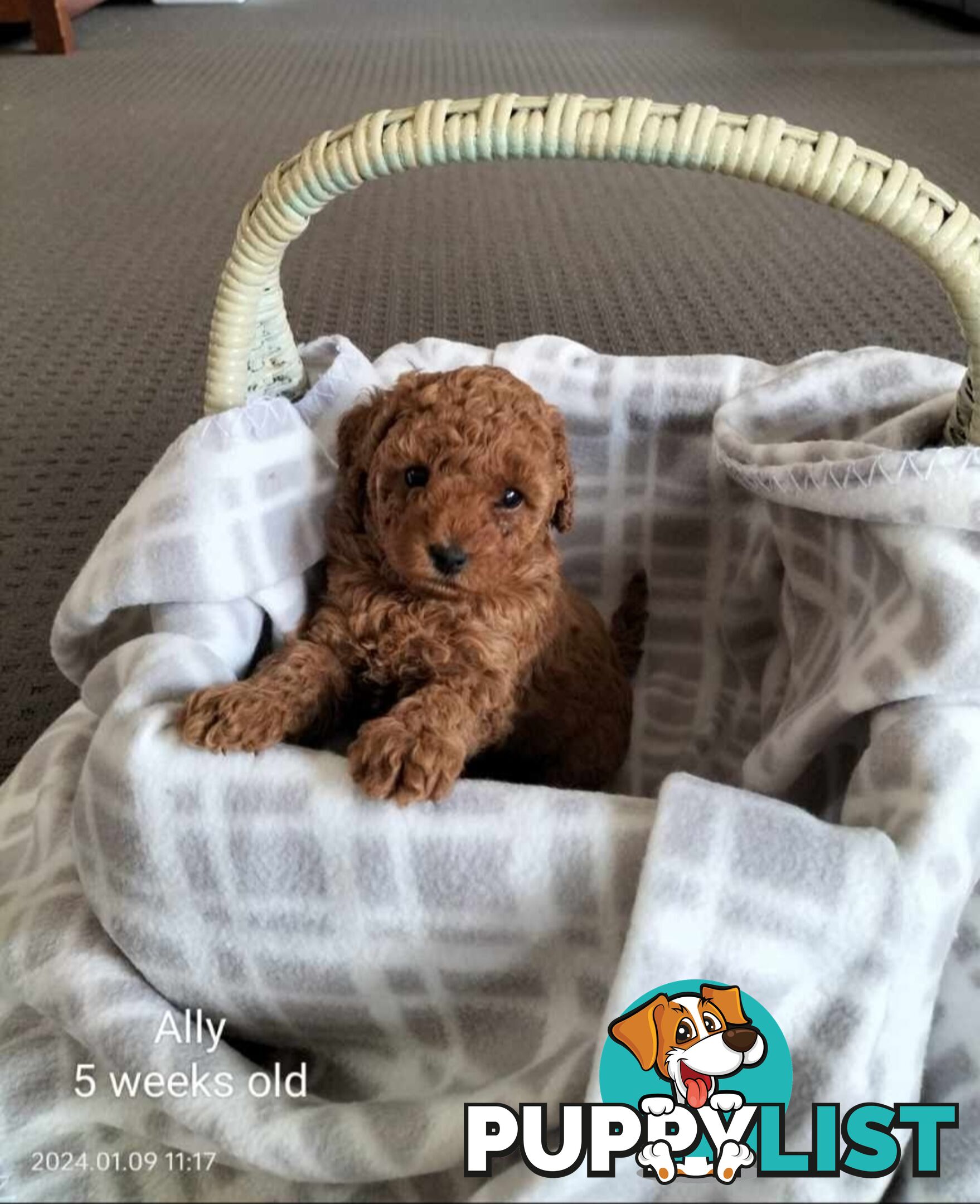 FULLY TOILET TRAINED Female Toy Poodle pup on Breeders Terms in S.E Suburbs of Melbourne