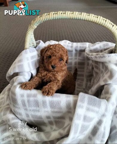 FULLY TOILET TRAINED Female Toy Poodle pup on Breeders Terms in S.E Suburbs of Melbourne