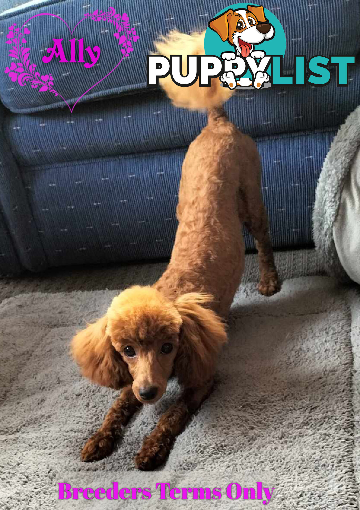 FULLY TOILET TRAINED Female Toy Poodle pup on Breeders Terms in S.E Suburbs of Melbourne