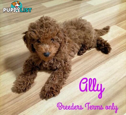 FULLY TOILET TRAINED Female Toy Poodle pup on Breeders Terms in S.E Suburbs of Melbourne