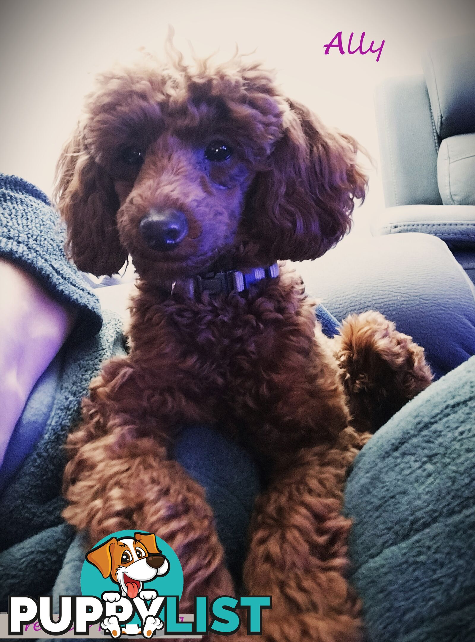 FULLY TOILET TRAINED Female Toy Poodle pup on Breeders Terms in S.E Suburbs of Melbourne