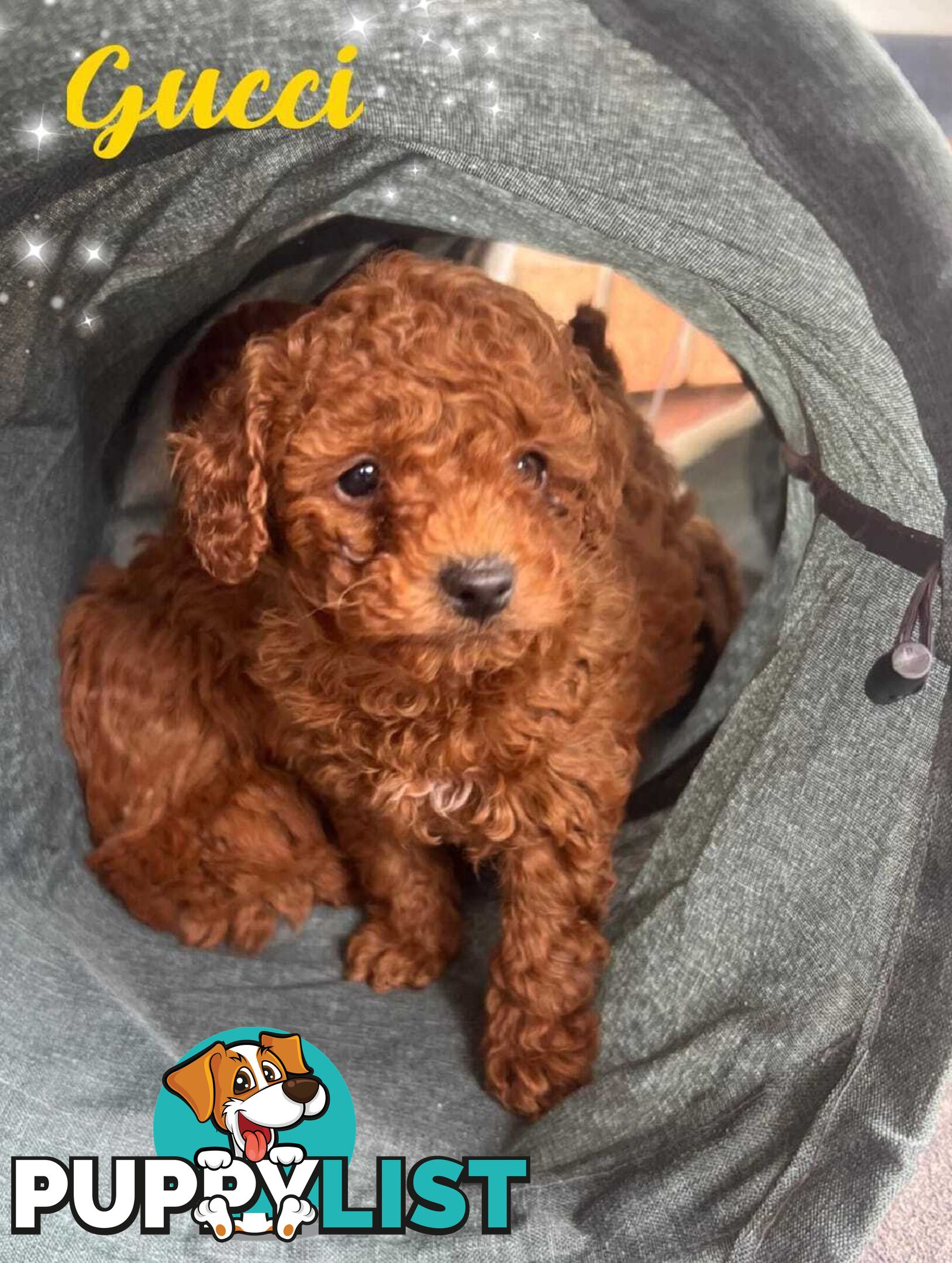 Purebred Male Red Toy Poodle, DNA Tested, Breeders Health Guarantee Rovwille Vic