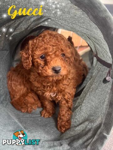 Purebred Male Red Toy Poodle, DNA Tested, Breeders Health Guarantee Rovwille Vic