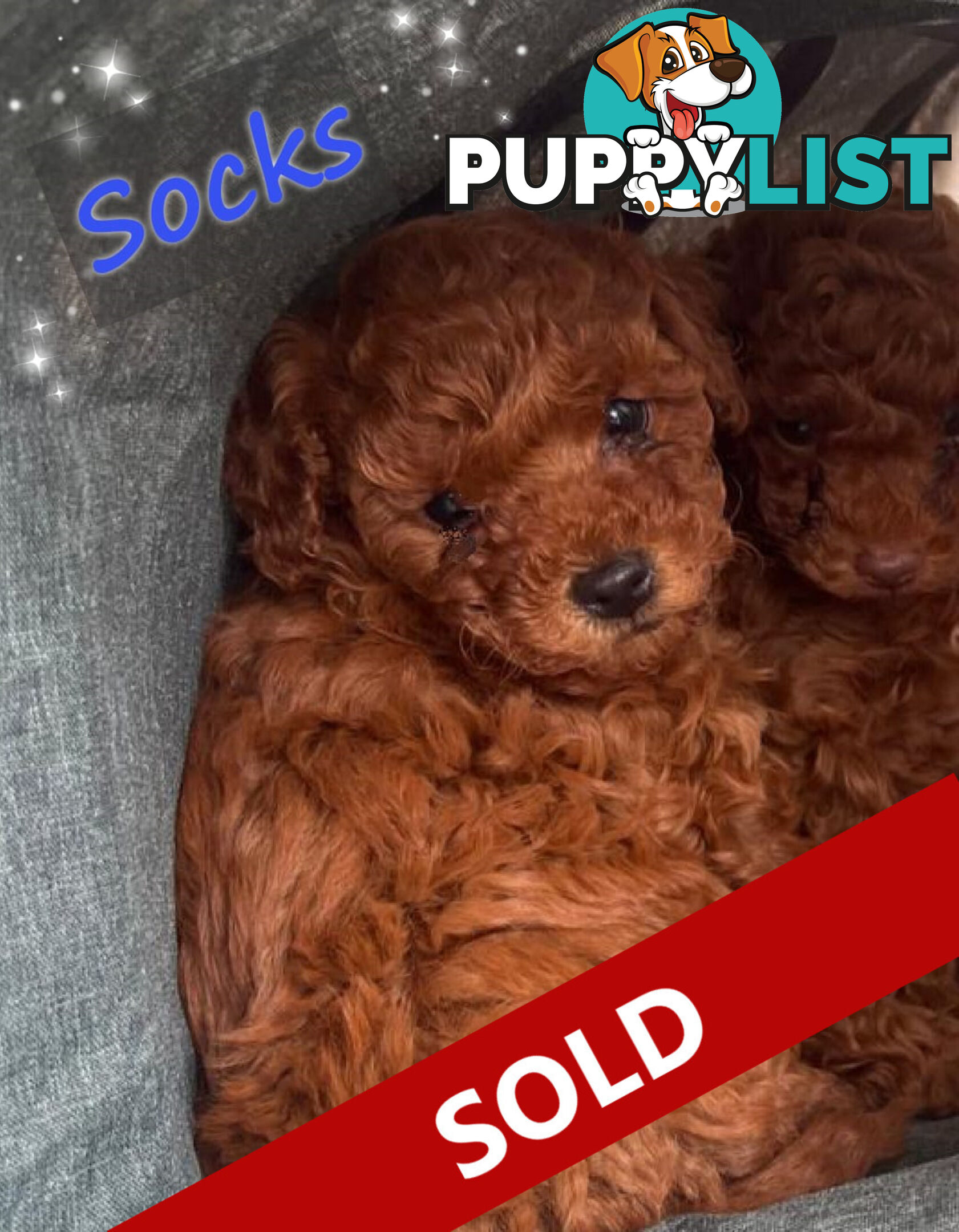 Purebred Male Red Toy Poodle, DNA Tested, Breeders Health Guarantee Rovwille Vic