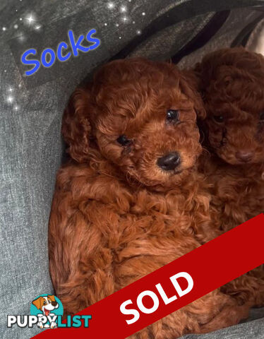 Purebred Male Red Toy Poodle, DNA Tested, Breeders Health Guarantee Rovwille Vic