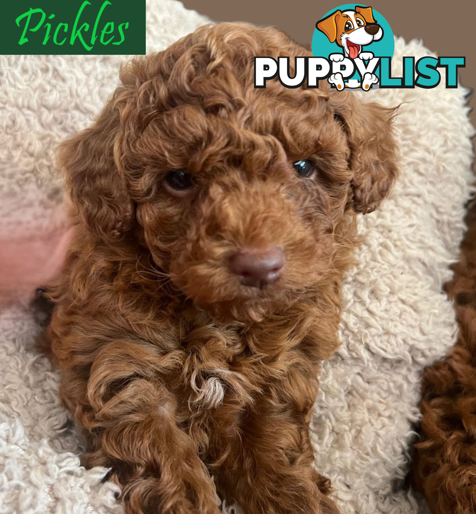 Purebred Male Red Toy Poodle, DNA Tested, Breeders Health Guarantee Rovwille Vic