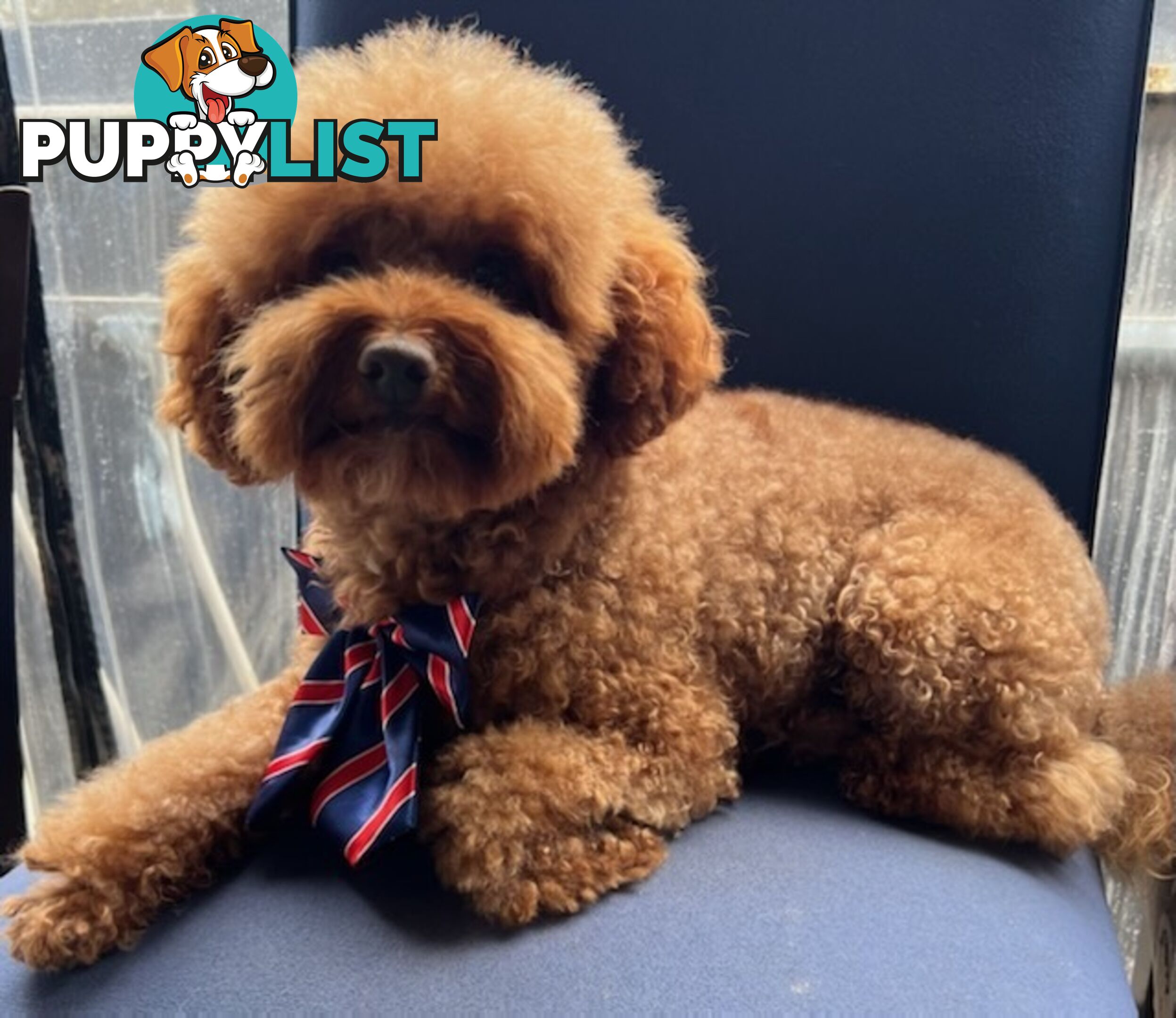 Purebred Male Red Toy Poodle, DNA Tested, Breeders Health Guarantee Rovwille Vic