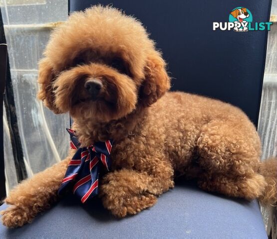 Purebred Male Red Toy Poodle, DNA Tested, Breeders Health Guarantee Rovwille Vic