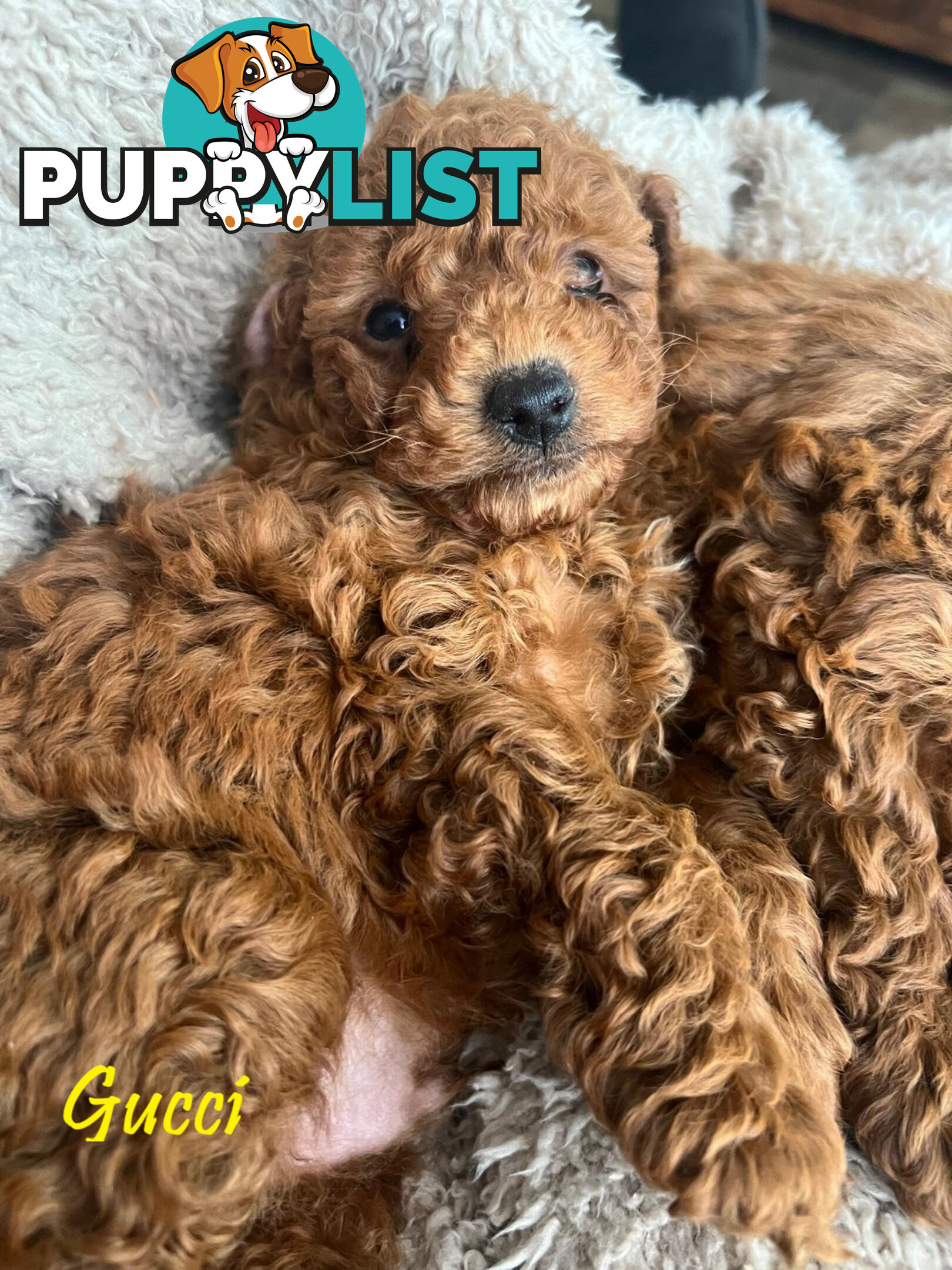 Purebred Male Red Toy Poodle, DNA Tested, Breeders Health Guarantee Rovwille Vic