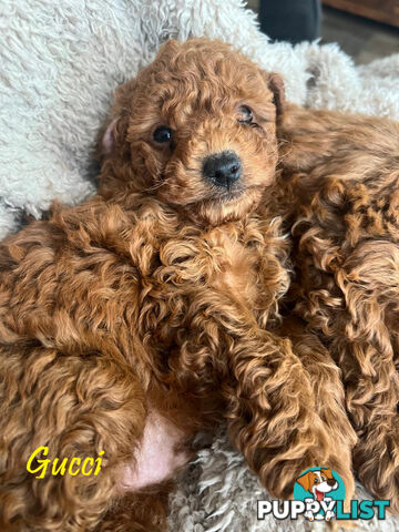 Purebred Male Red Toy Poodle, DNA Tested, Breeders Health Guarantee Rovwille Vic