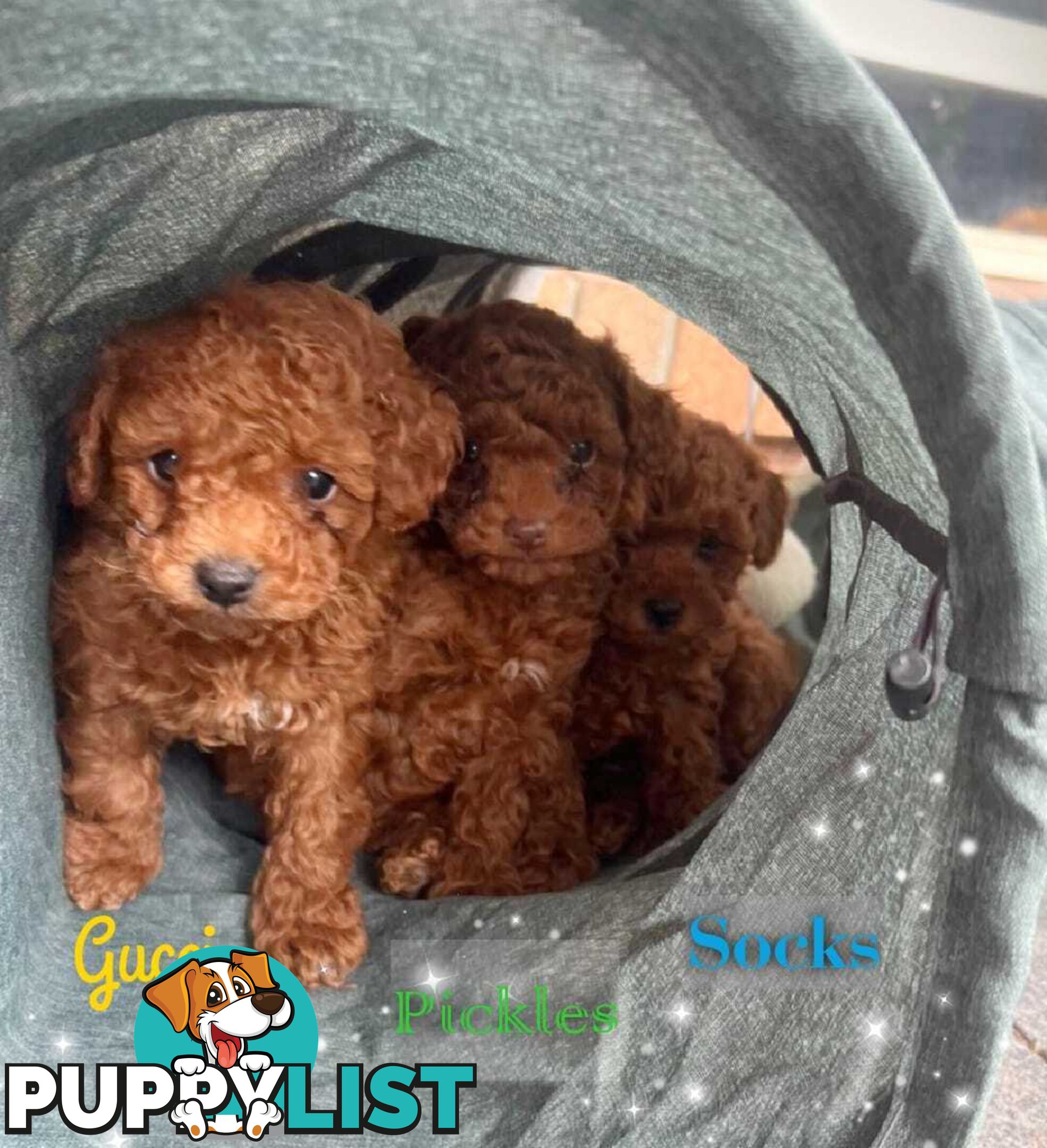 Purebred Male Red Toy Poodle, DNA Tested, Breeders Health Guarantee Rovwille Vic