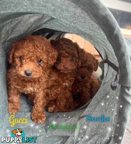 Purebred Male Red Toy Poodle, DNA Tested, Breeders Health Guarantee Rovwille Vic