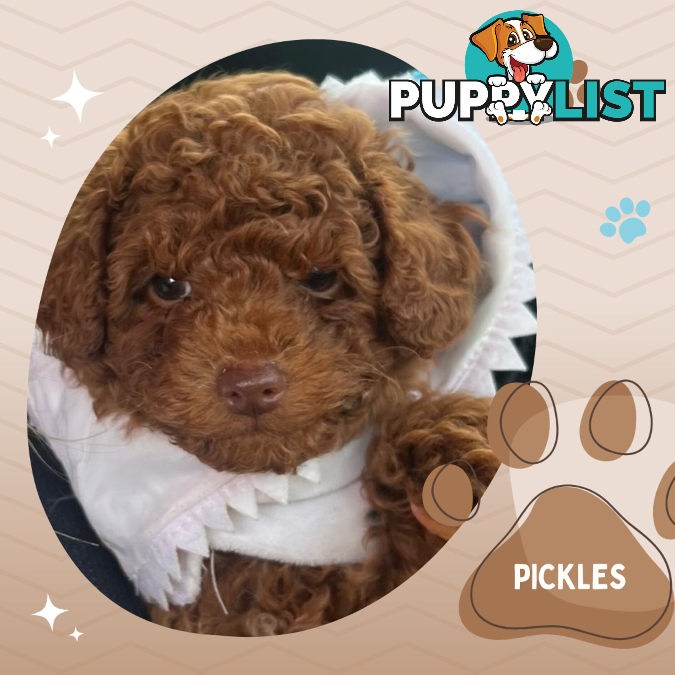 Purebred Male Red Toy Poodle, DNA Tested, Breeders Health Guarantee Rovwille Vic