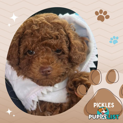 Purebred Male Red Toy Poodle, DNA Tested, Breeders Health Guarantee Rovwille Vic