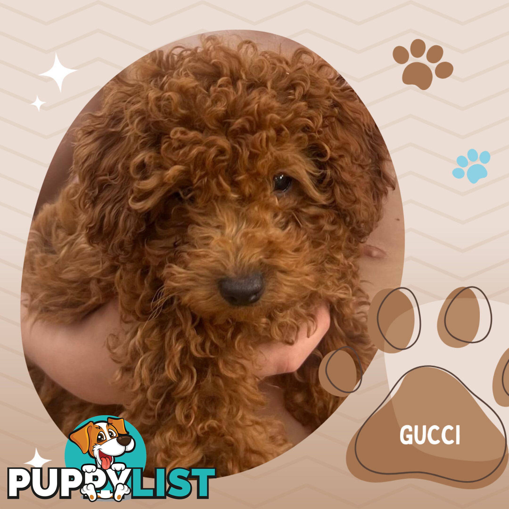 Purebred Male Red Toy Poodle, DNA Tested, Breeders Health Guarantee Rovwille Vic