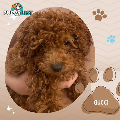 Purebred Male Red Toy Poodle, DNA Tested, Breeders Health Guarantee Rovwille Vic