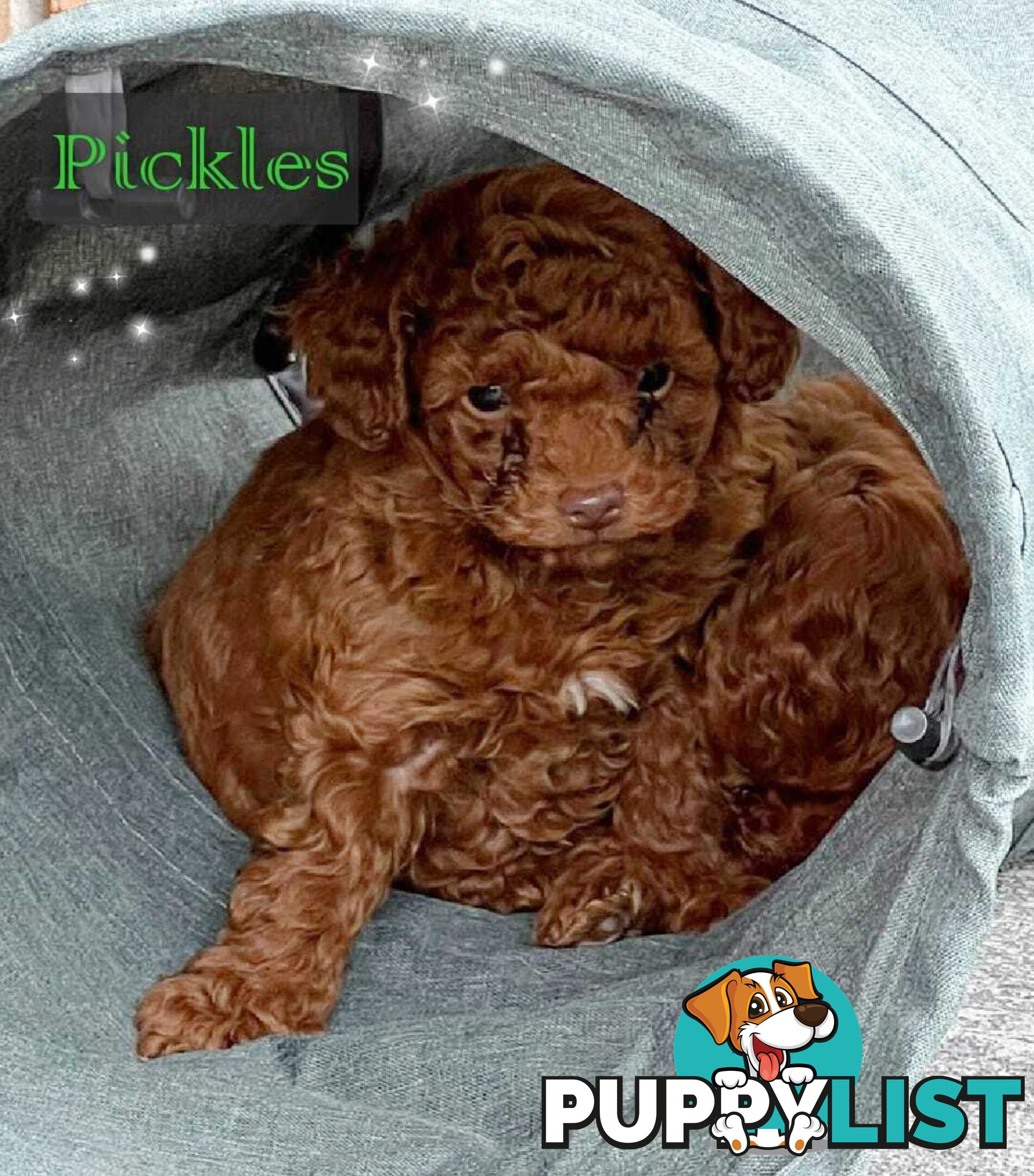 Purebred Male Red Toy Poodle, DNA Tested, Breeders Health Guarantee Rovwille Vic