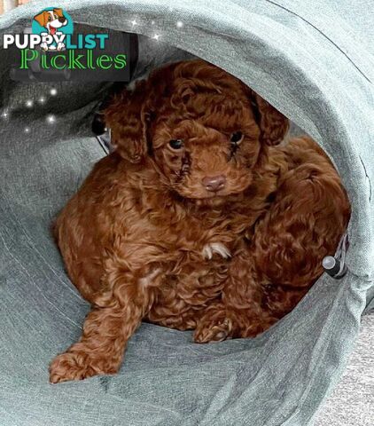 Purebred Male Red Toy Poodle, DNA Tested, Breeders Health Guarantee Rovwille Vic