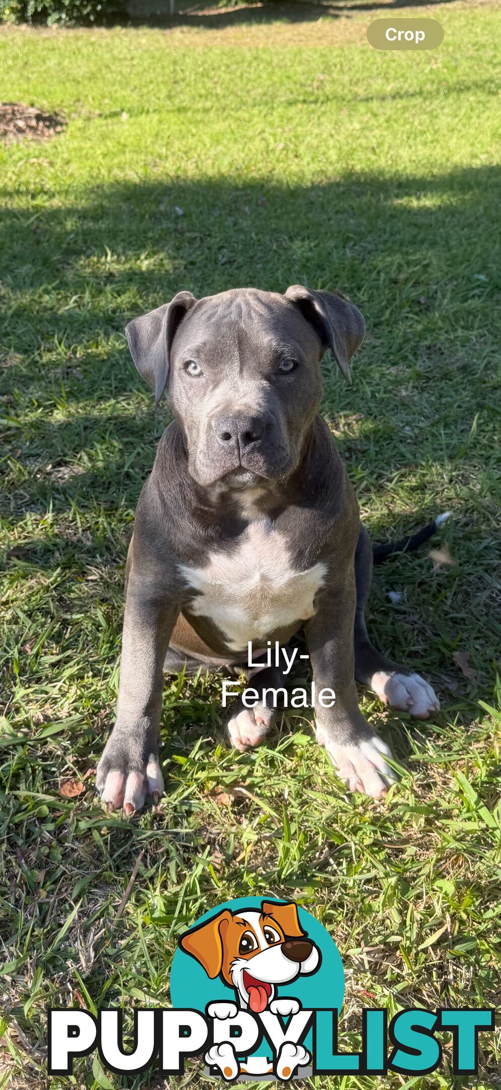 American Bully XL x American Staffordshire Terrier