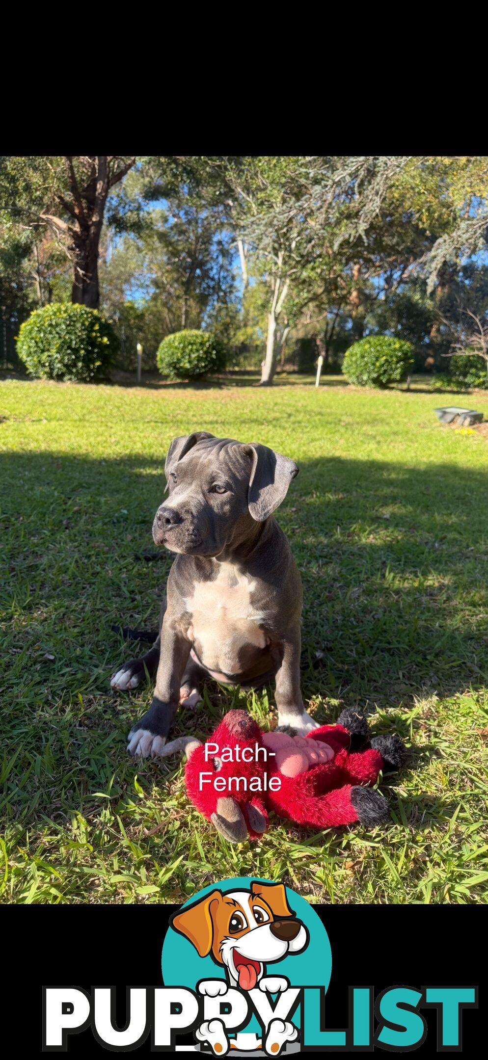 American Bully XL x American Staffordshire Terrier