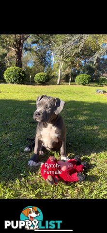 American Bully XL x American Staffordshire Terrier