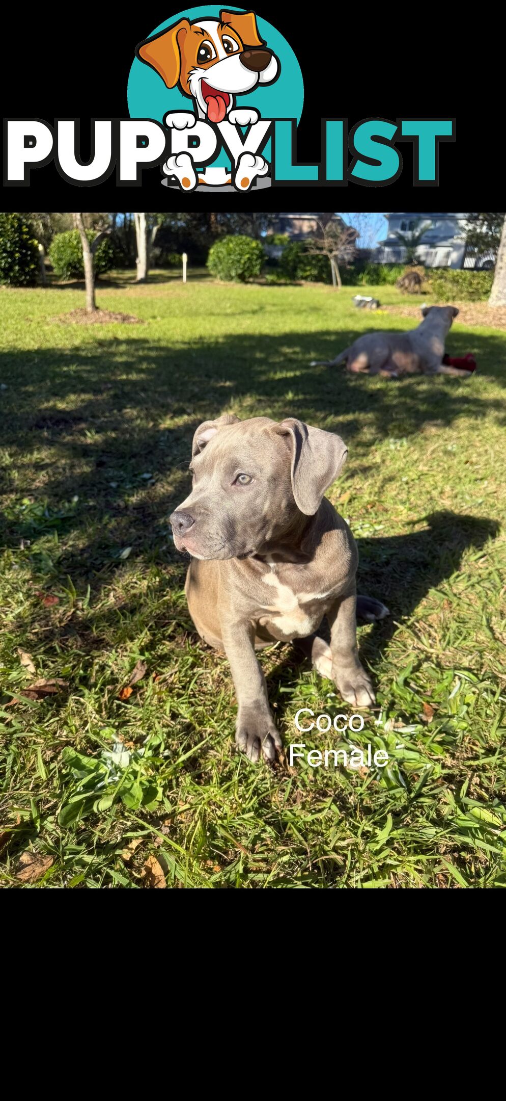 American Bully XL x American Staffordshire Terrier