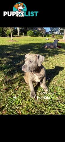 American Bully XL x American Staffordshire Terrier