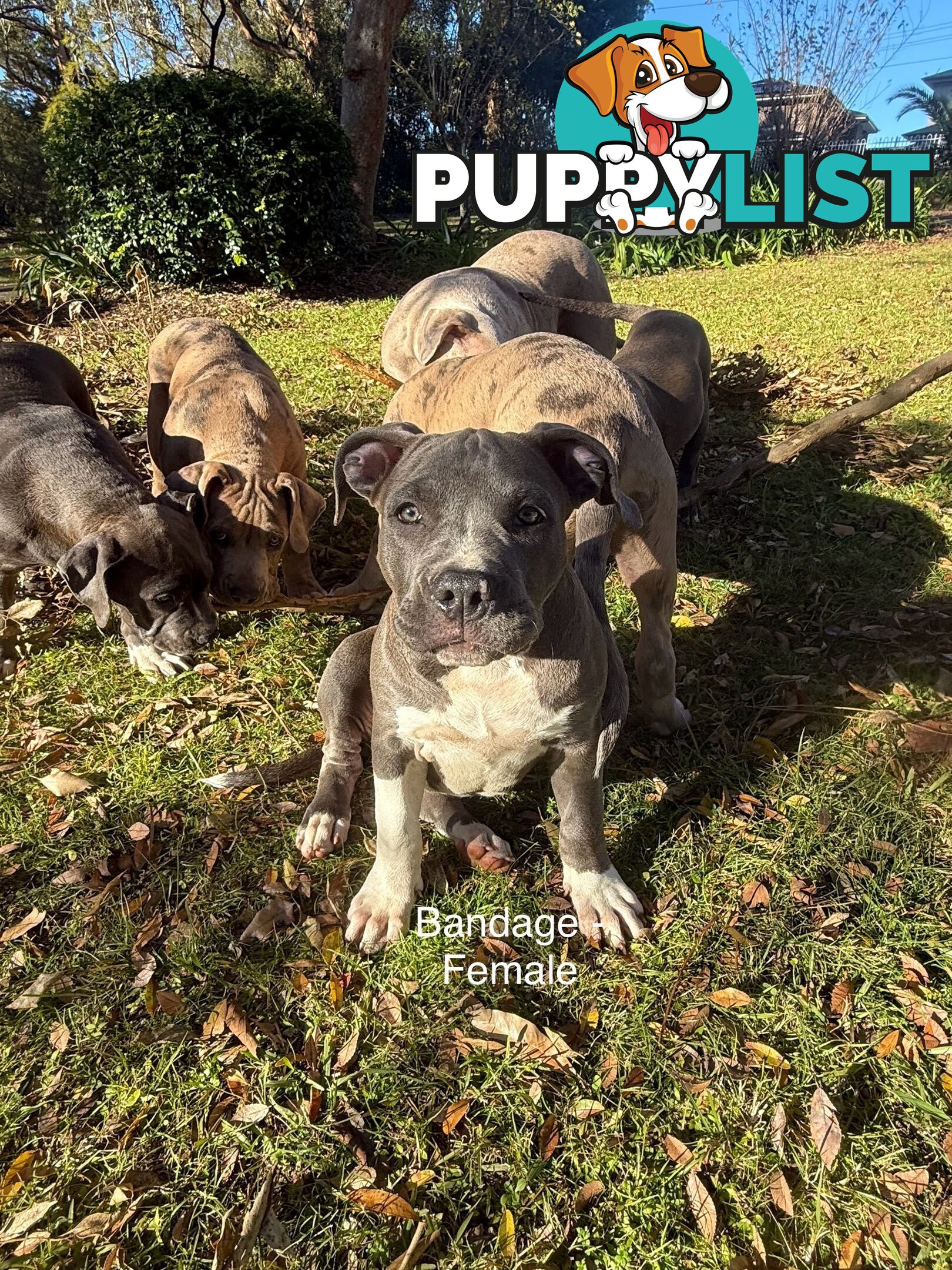 American Bully XL x American Staffordshire Terrier