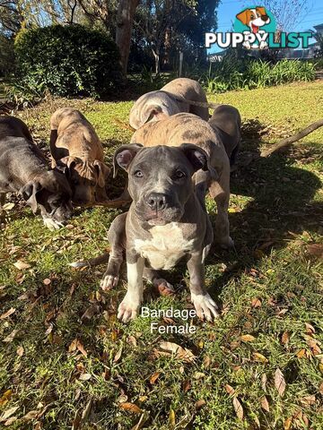 American Bully XL x American Staffordshire Terrier