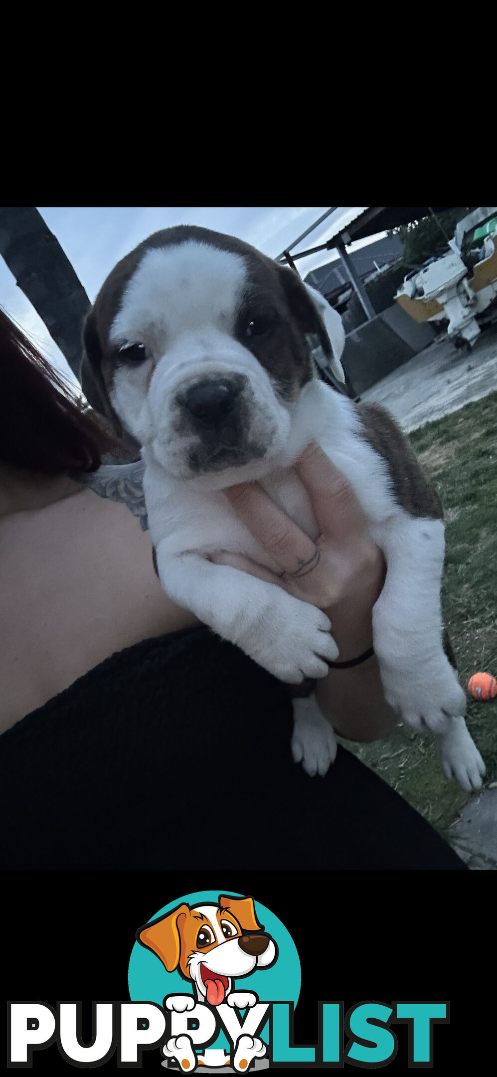 AMERICAN BULLDOG (JOHNSON)