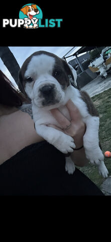 AMERICAN BULLDOG (JOHNSON)