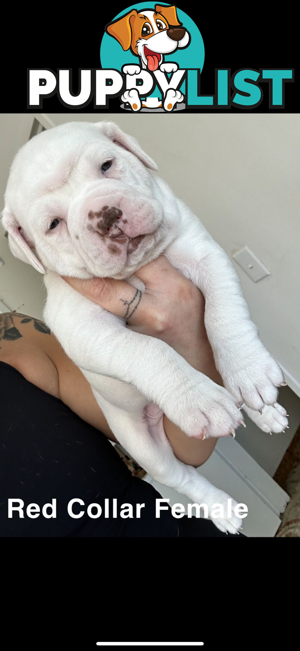 AMERICAN BULLDOG (JOHNSON)