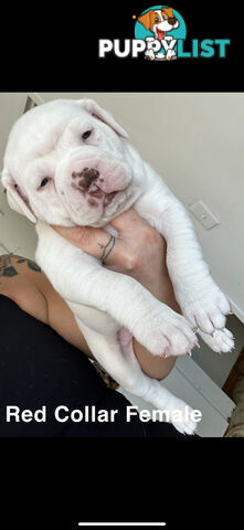 AMERICAN BULLDOG (JOHNSON)