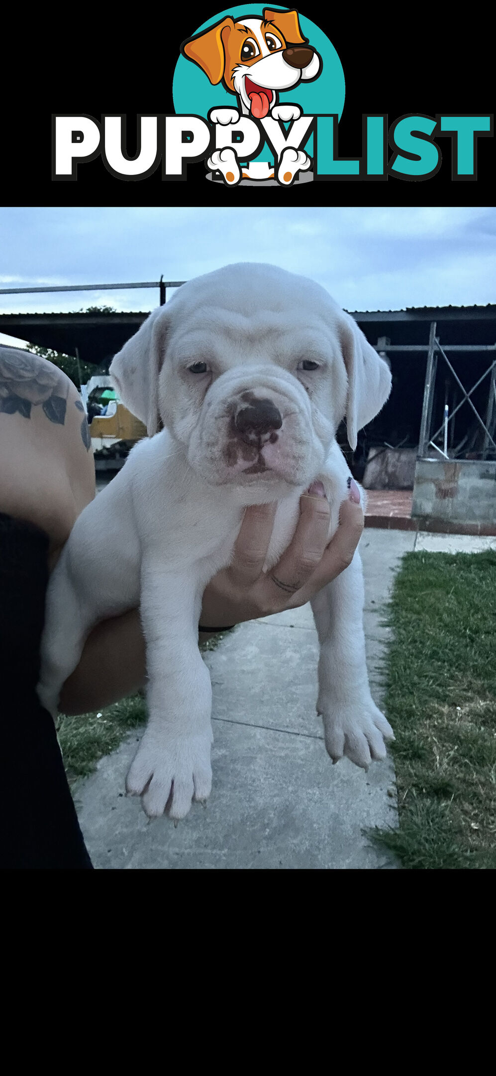 AMERICAN BULLDOG (JOHNSON)