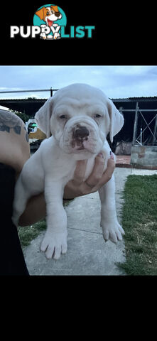 AMERICAN BULLDOG (JOHNSON)