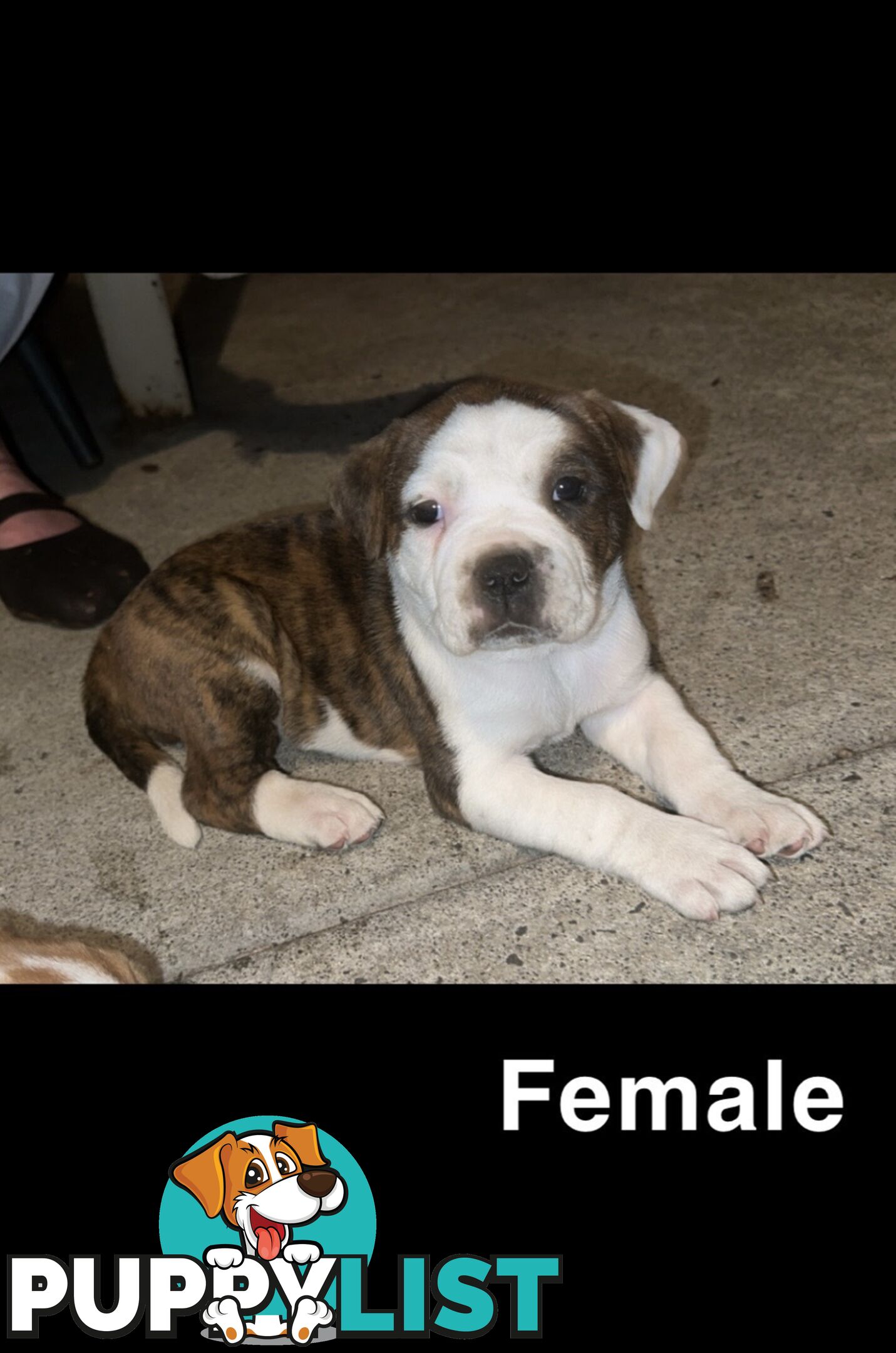 AMERICAN BULLDOG (JOHNSON)