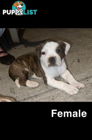 AMERICAN BULLDOG (JOHNSON)