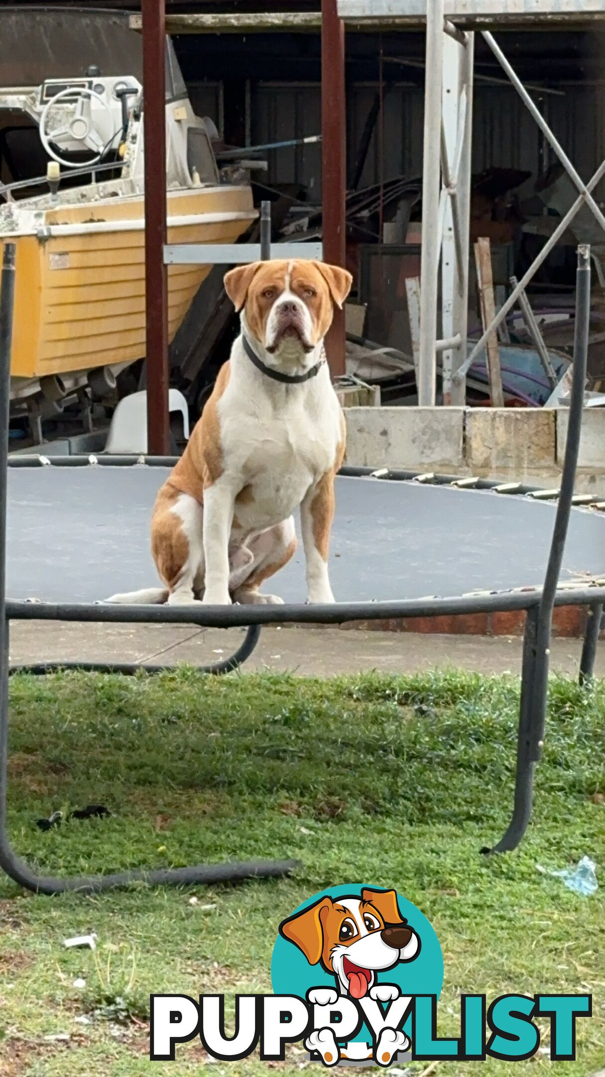 AMERICAN BULLDOG (JOHNSON)