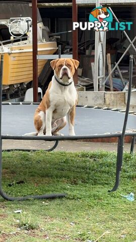 AMERICAN BULLDOG (JOHNSON)